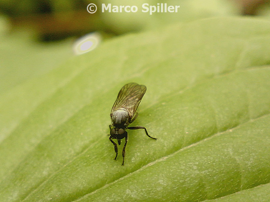 Empididae: Hilara ?